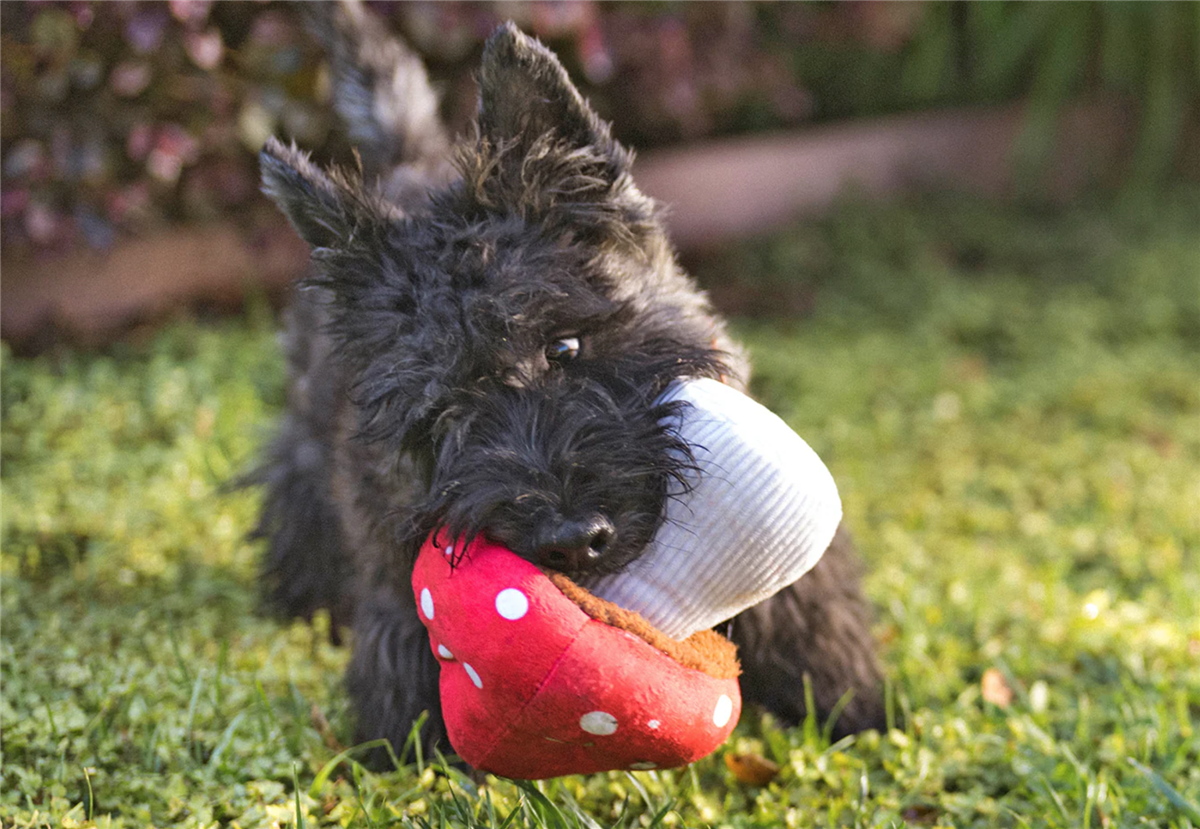 P.L.A.Y Mutt Mushroom