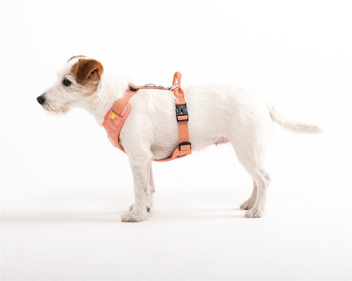 Roam Harness Pink