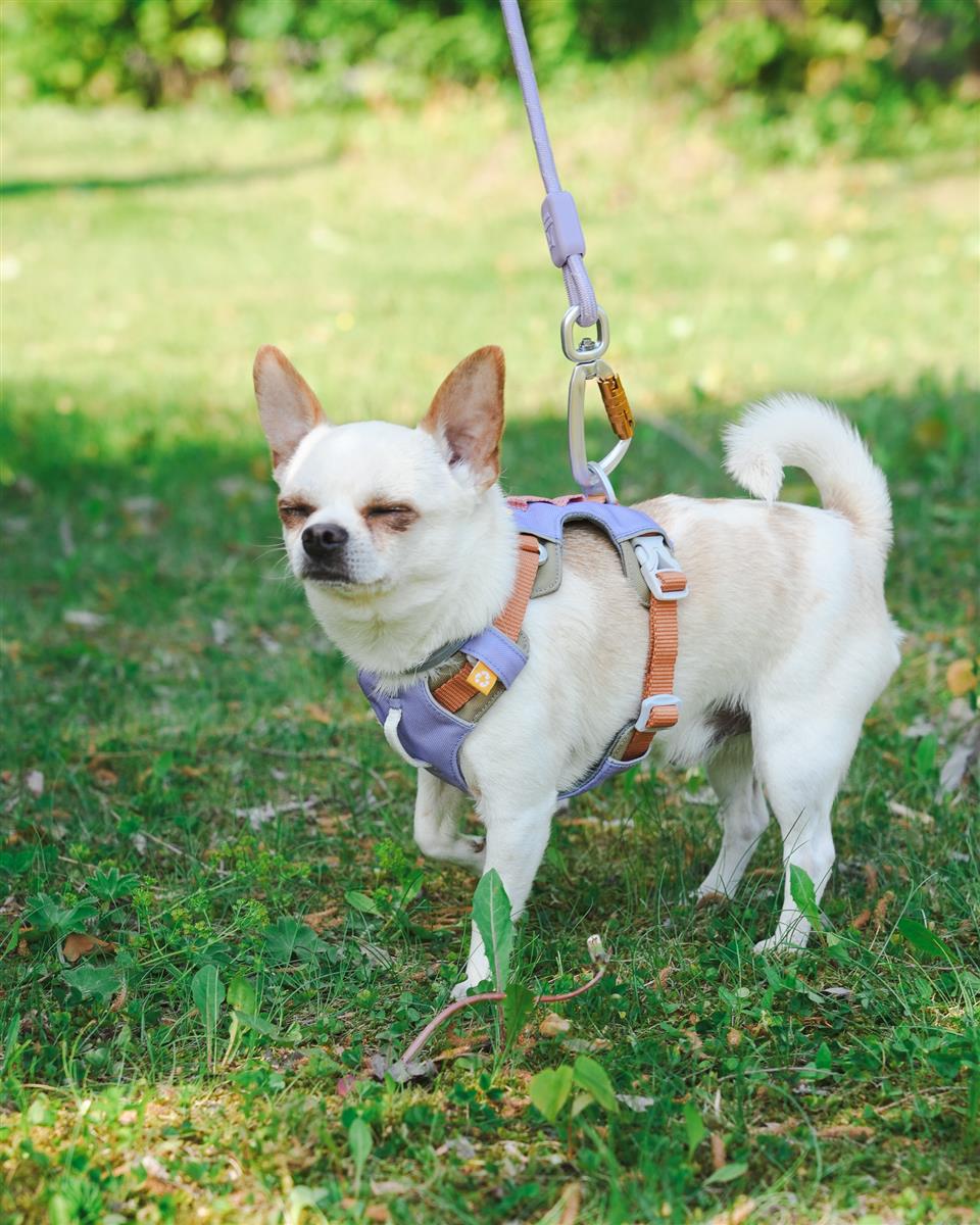 Woolly Wolf - Rope Leash - thin