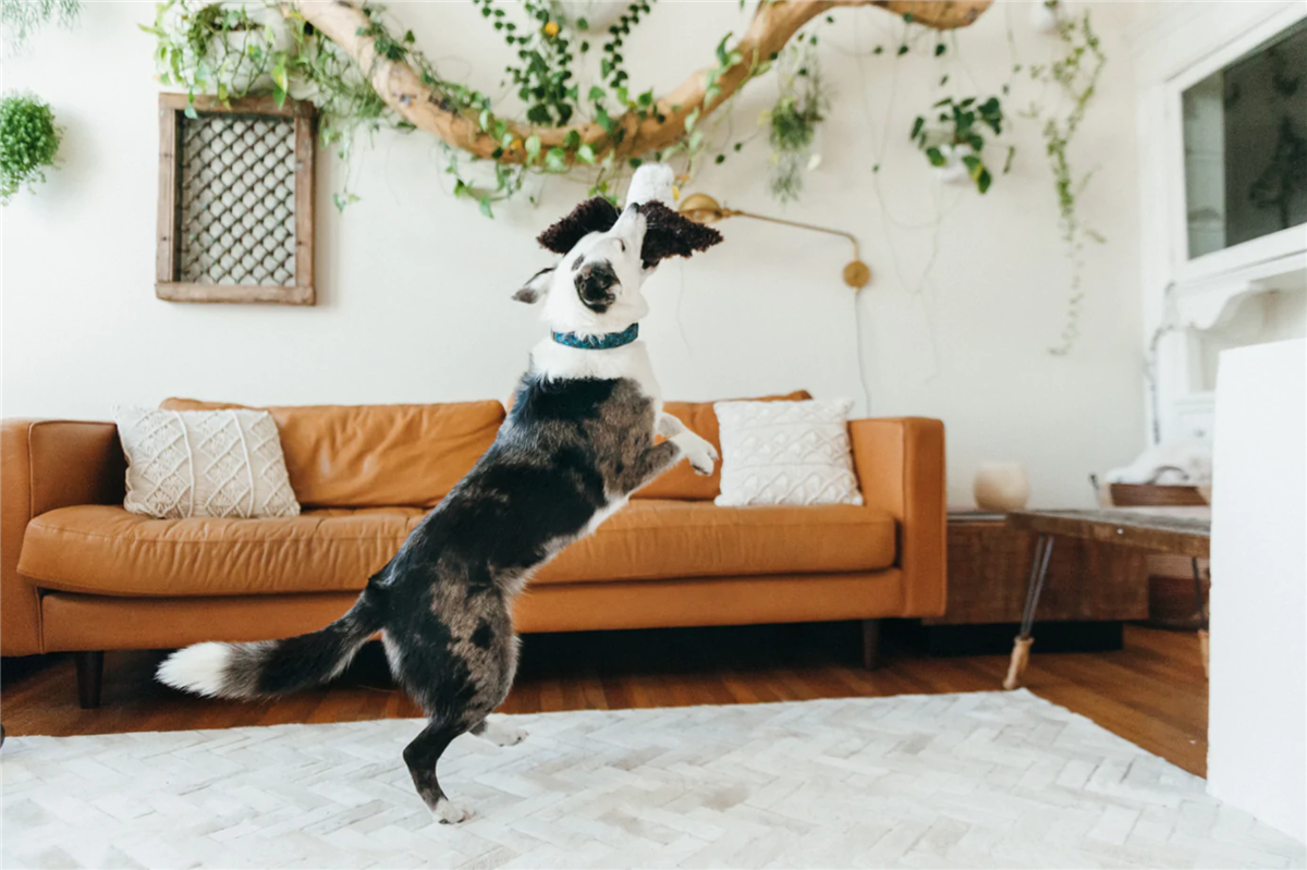 PLAY Edgar the Eagle