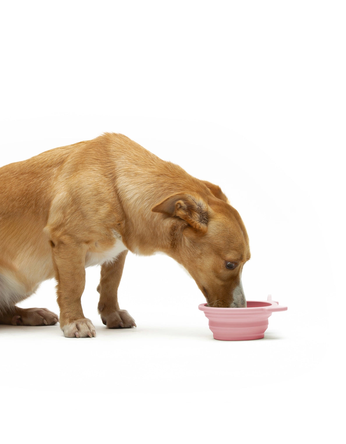 United Muzzle Travel Bowl - Rosa